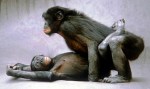 Bonobos-01